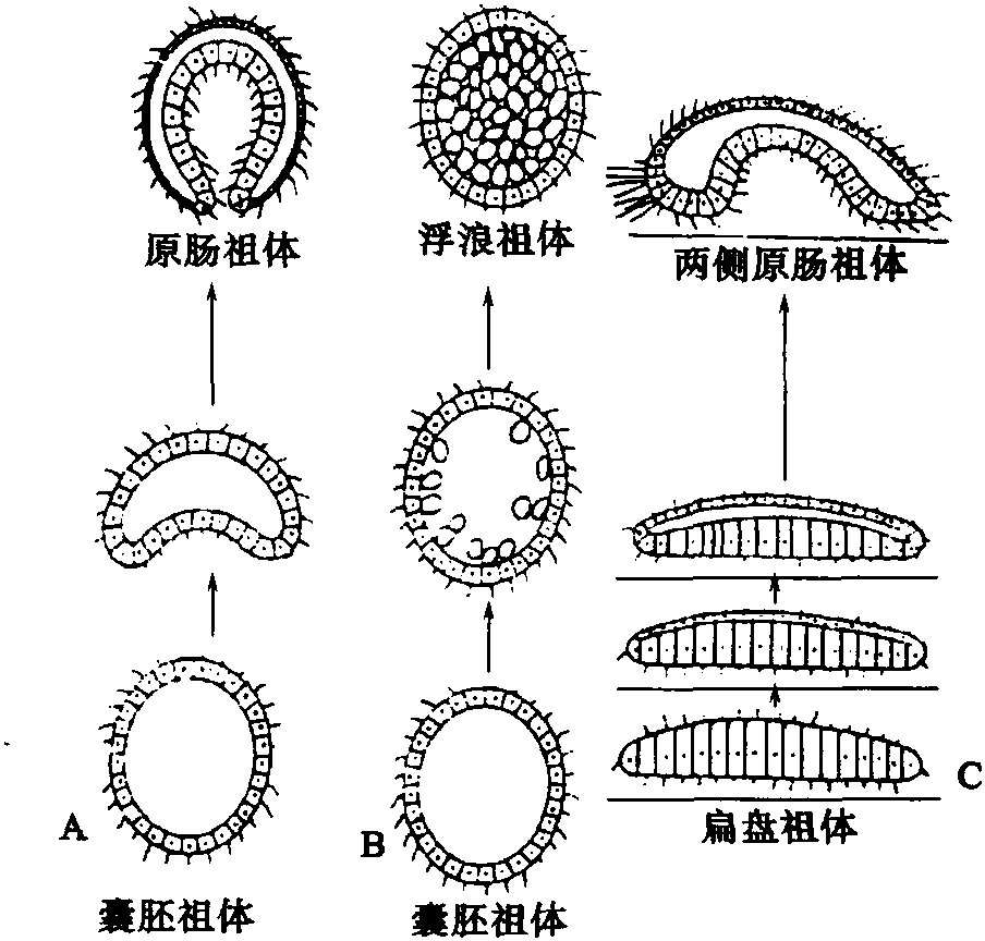 多细胞动物的“祖先”